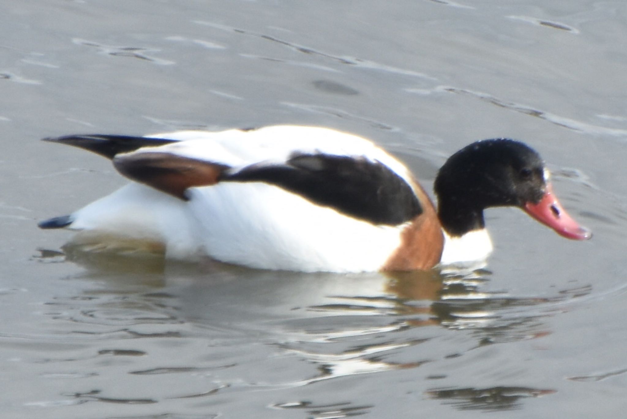 米子水鳥公園 ツクシガモの写真 by 遼太