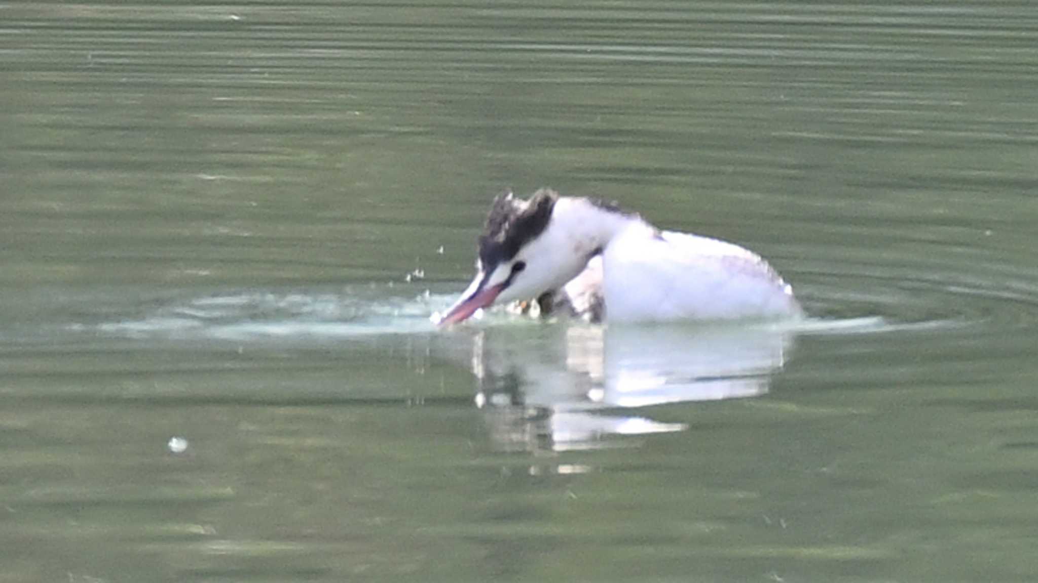 カンムリカイツブリ