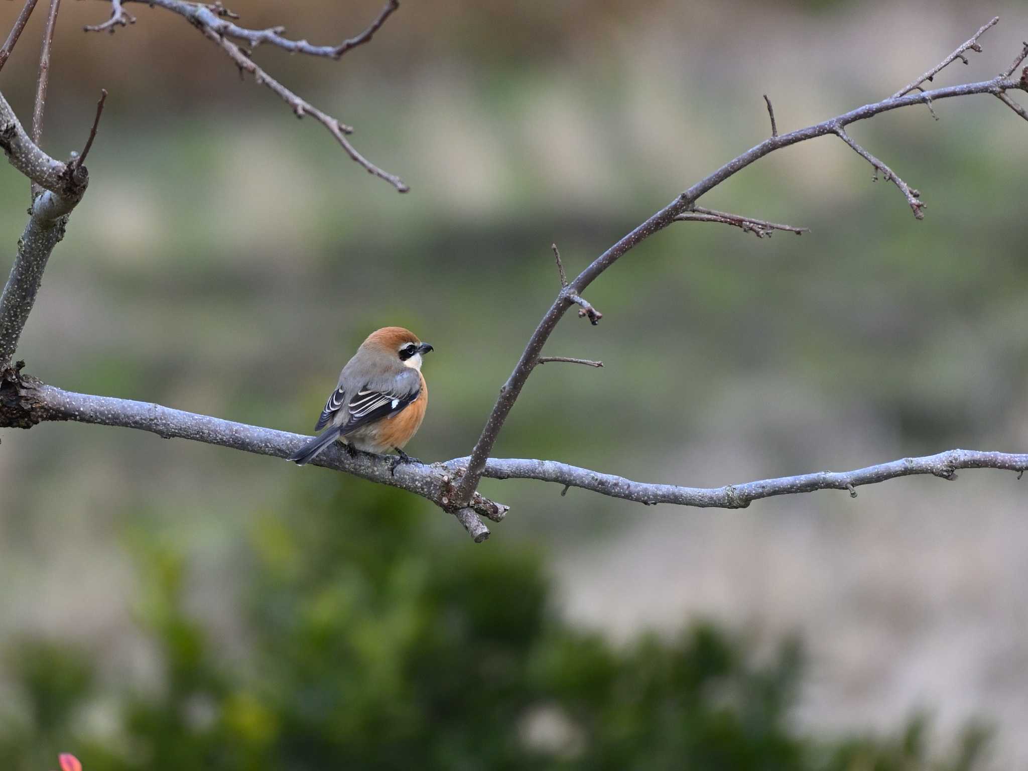 Bull-headed Shrike