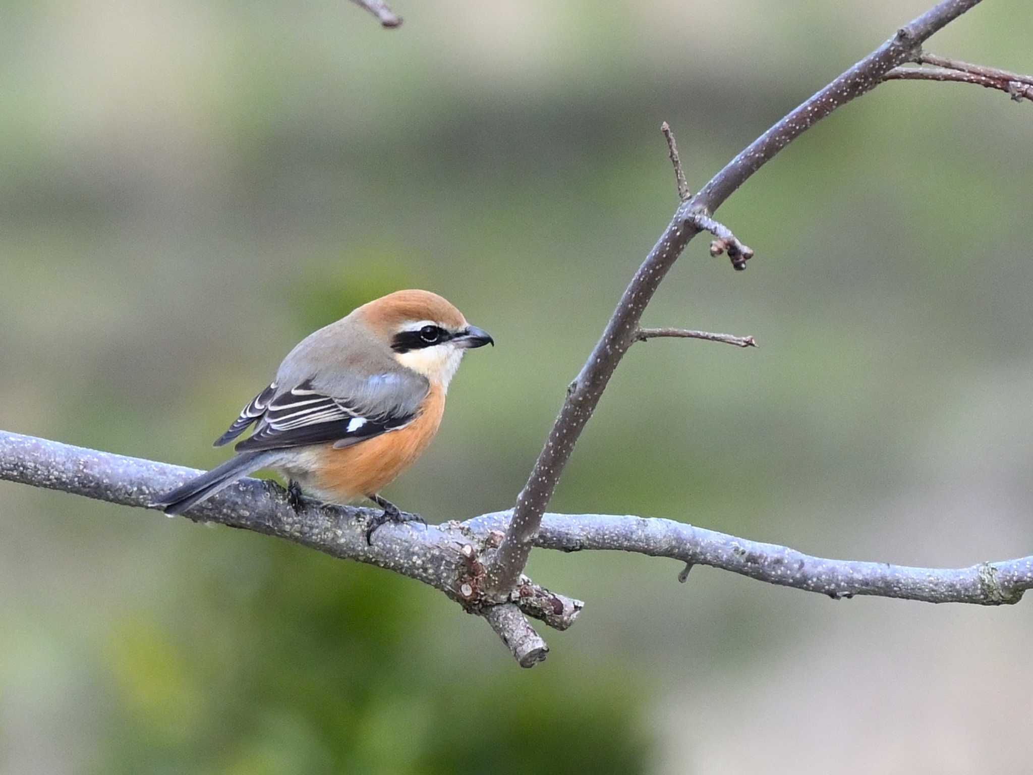 Bull-headed Shrike