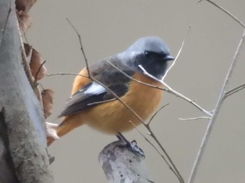 2024年1月10日(水) 京都御苑の野鳥観察記録