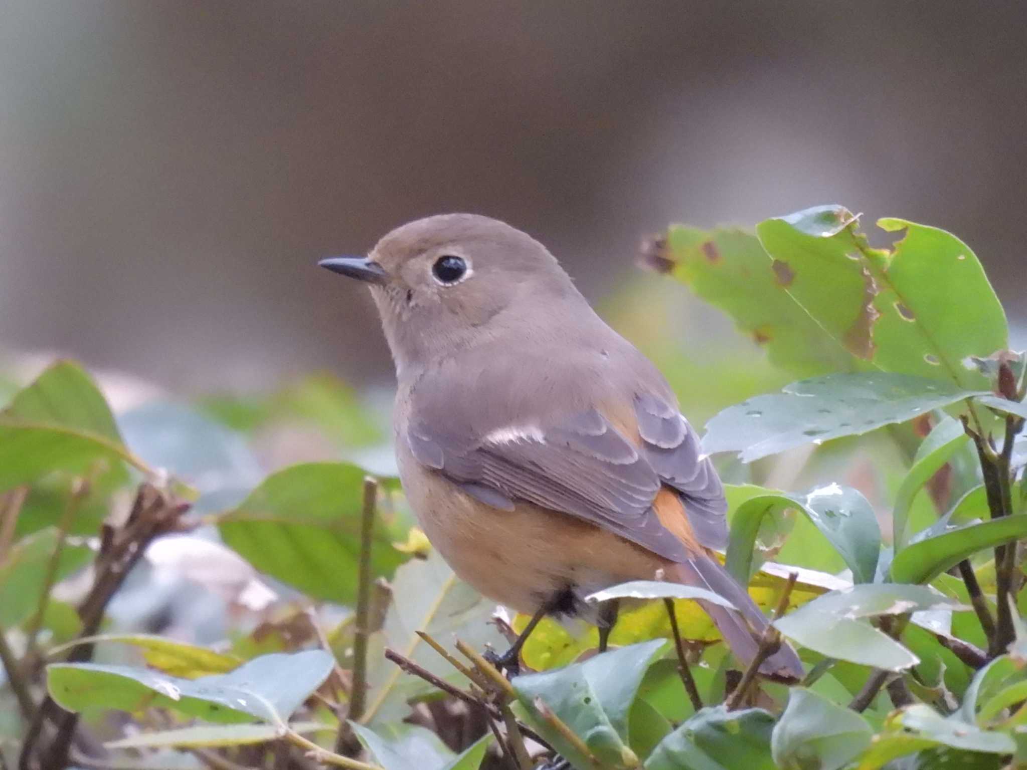 Daurian Redstart