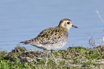 Pacific Golden Plover Unknown Spots Sat, 1/6/2024