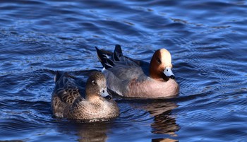 Eurasian Wigeon Yamanakako Lake Mon, 1/1/2024