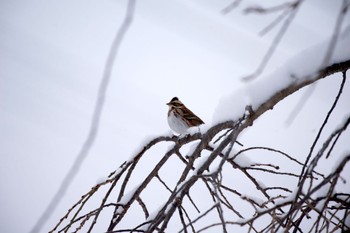 Rustic Bunting 赤谷湖 Mon, 1/8/2024