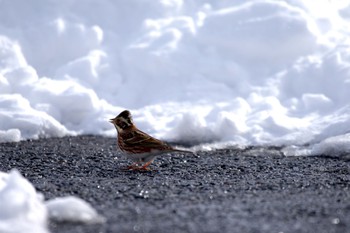 Rustic Bunting 赤谷湖 Mon, 1/8/2024