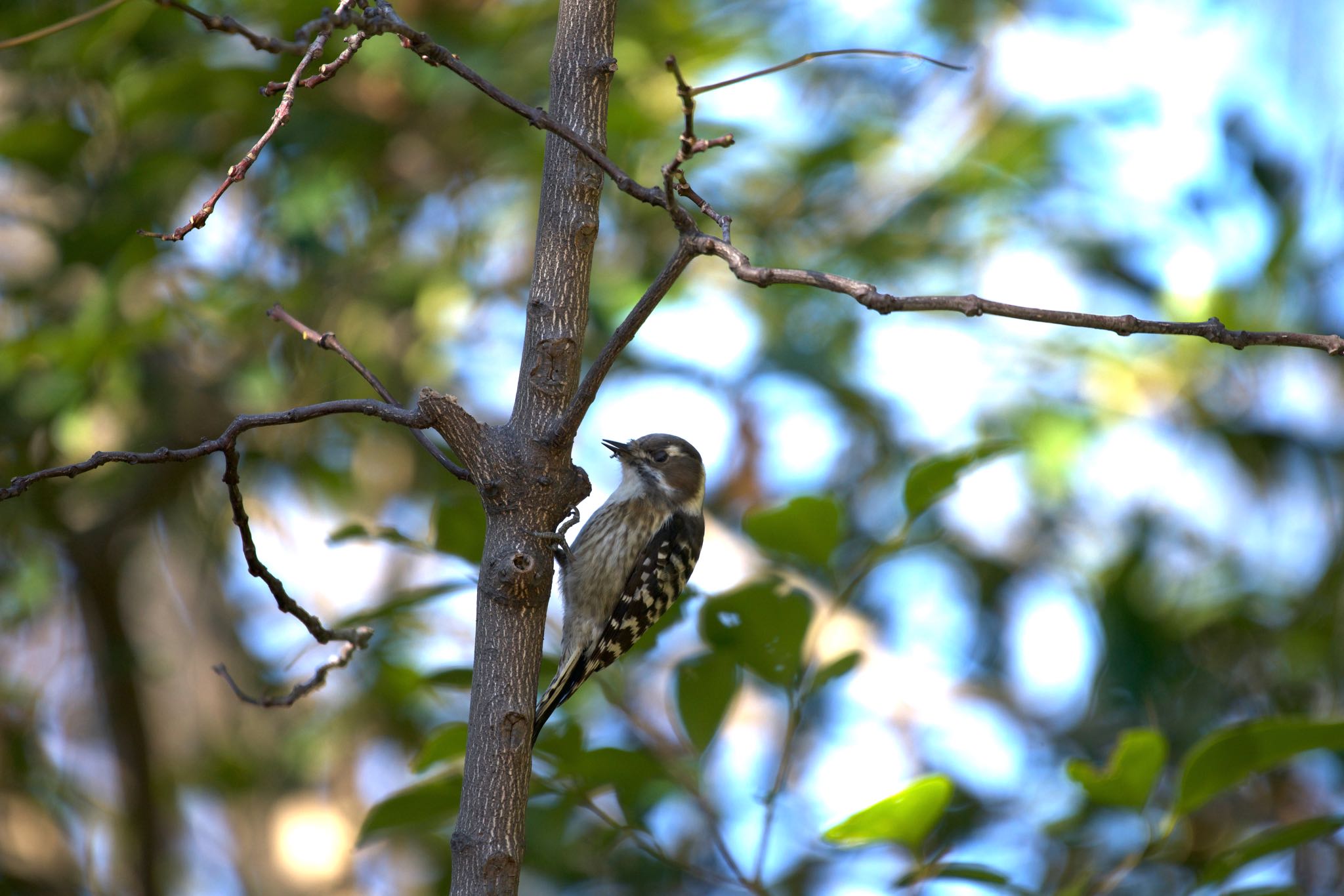 Photo of Japanese Pygmy Woodpecker at 小塚山公園 by 西白井