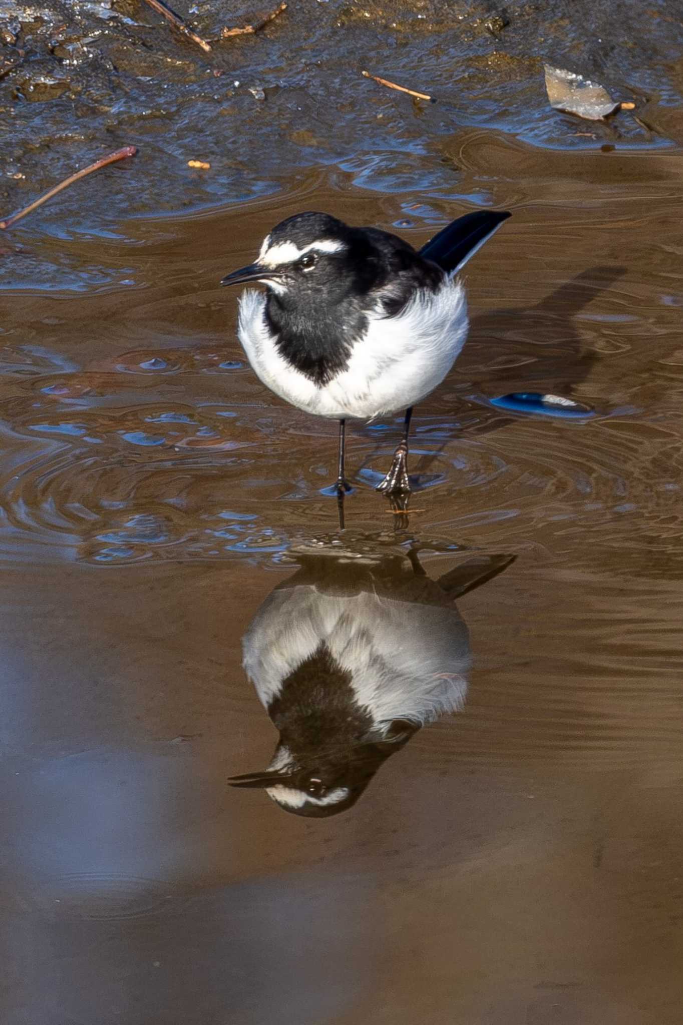 Photo of Japanese Wagtail at 桜川緑地(水戸市) by MNB EBSW
