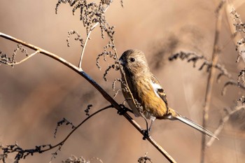 Siberian Long-tailed Rosefinch 桜川緑地(水戸市) Wed, 1/10/2024