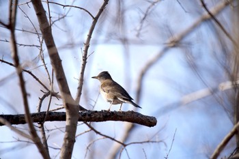 Pale Thrush 小塚山公園 Wed, 1/10/2024