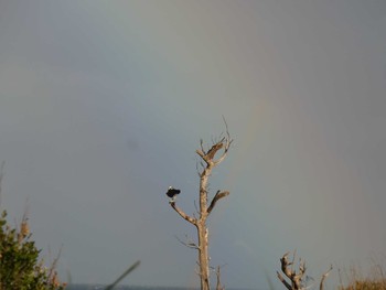 Osprey Yoron Island Sun, 11/4/2018