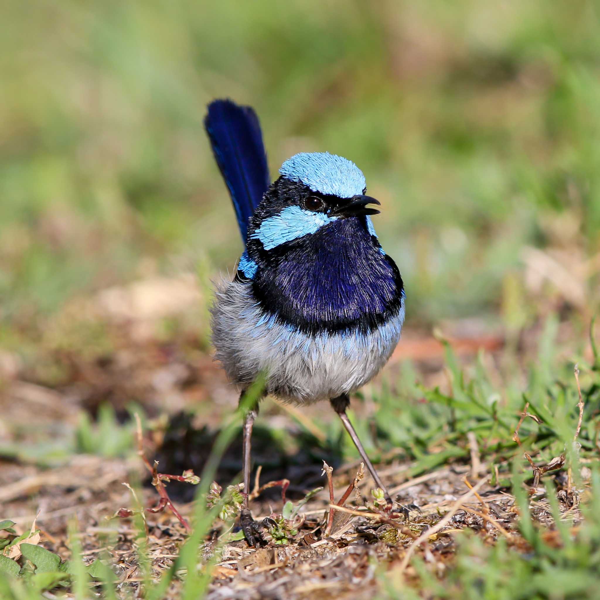 Photo of Superb Fairywren at Twelve Apostles Motel & Country Retreat by Trio