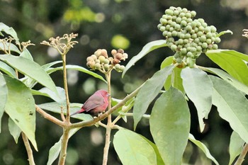 Red-billed Firefinch Amboseli National Park Tue, 1/2/2024