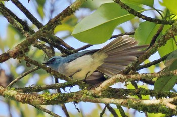 African Blue Flycatcher Amboseli National Park Tue, 1/2/2024