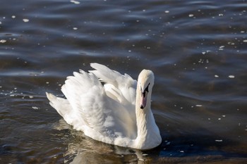 Mute Swan Unknown Spots Sat, 1/6/2024