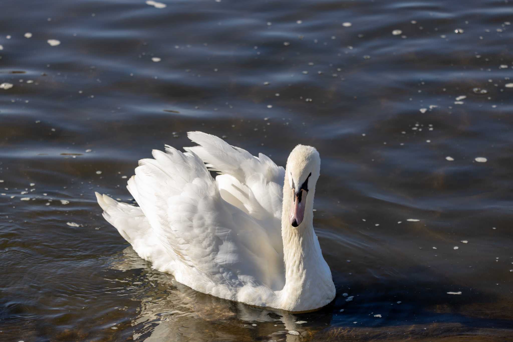 Photo of Mute Swan at  by あっくん