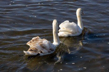 Mute Swan Unknown Spots Sat, 1/6/2024