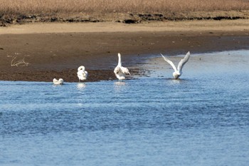 Mute Swan Unknown Spots Sat, 1/6/2024