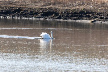 Mute Swan Unknown Spots Sat, 1/6/2024