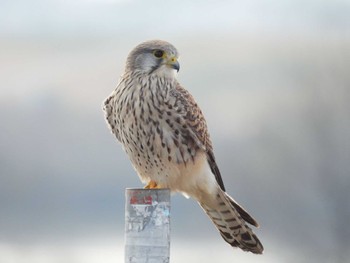 チョウゲンボウ 淀川河川敷 2023年12月30日(土)