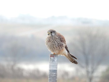 チョウゲンボウ 淀川河川敷 2023年12月30日(土)