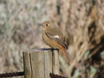 Daurian Redstart Unknown Spots Wed, 1/10/2024