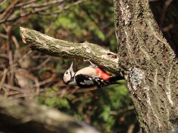 Fri, 1/5/2024 Birding report at 平筒沼(宮城県登米市)