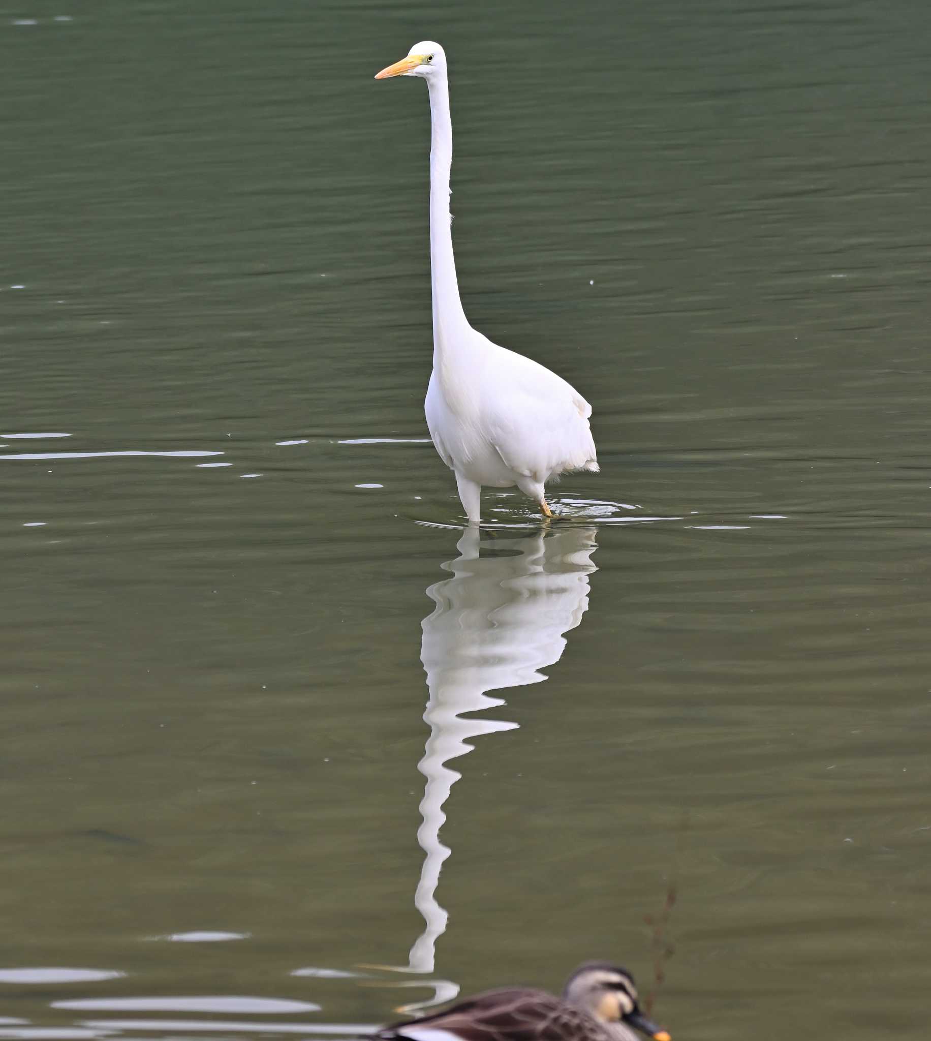 Great Egret