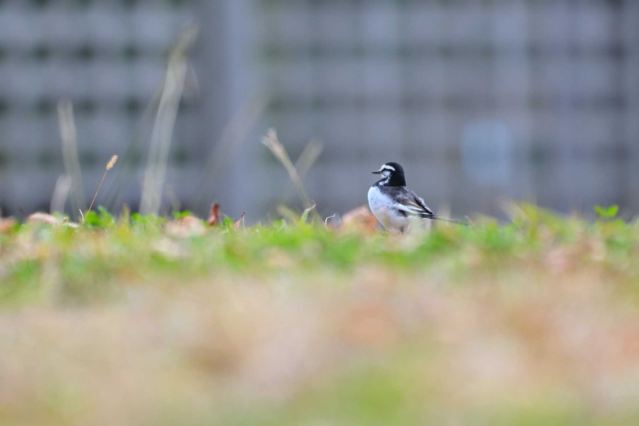 White Wagtail