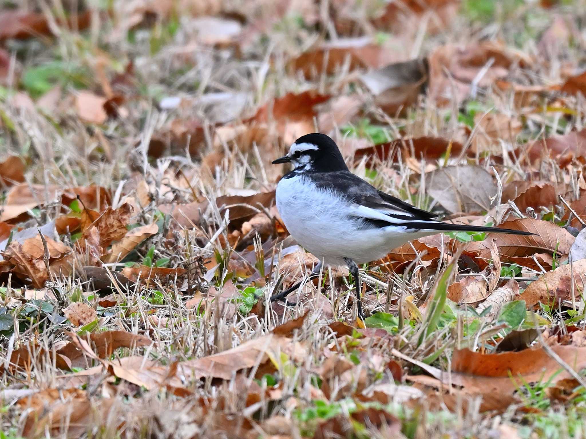 White Wagtail