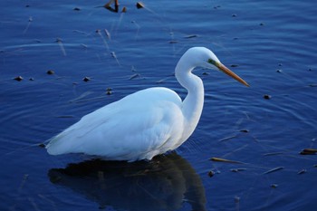 チュウダイサギ 恵庭市;北海道 2024年1月10日(水)