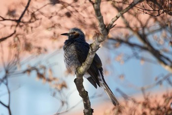 Brown-eared Bulbul 恵庭市;北海道 Wed, 1/10/2024