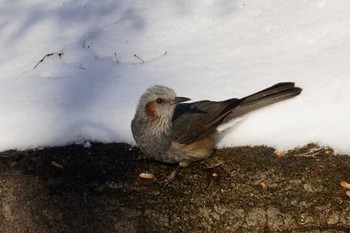 Brown-eared Bulbul 恵庭市;北海道 Wed, 1/10/2024