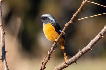 Daurian Redstart 桜川緑地(水戸市) Wed, 1/10/2024