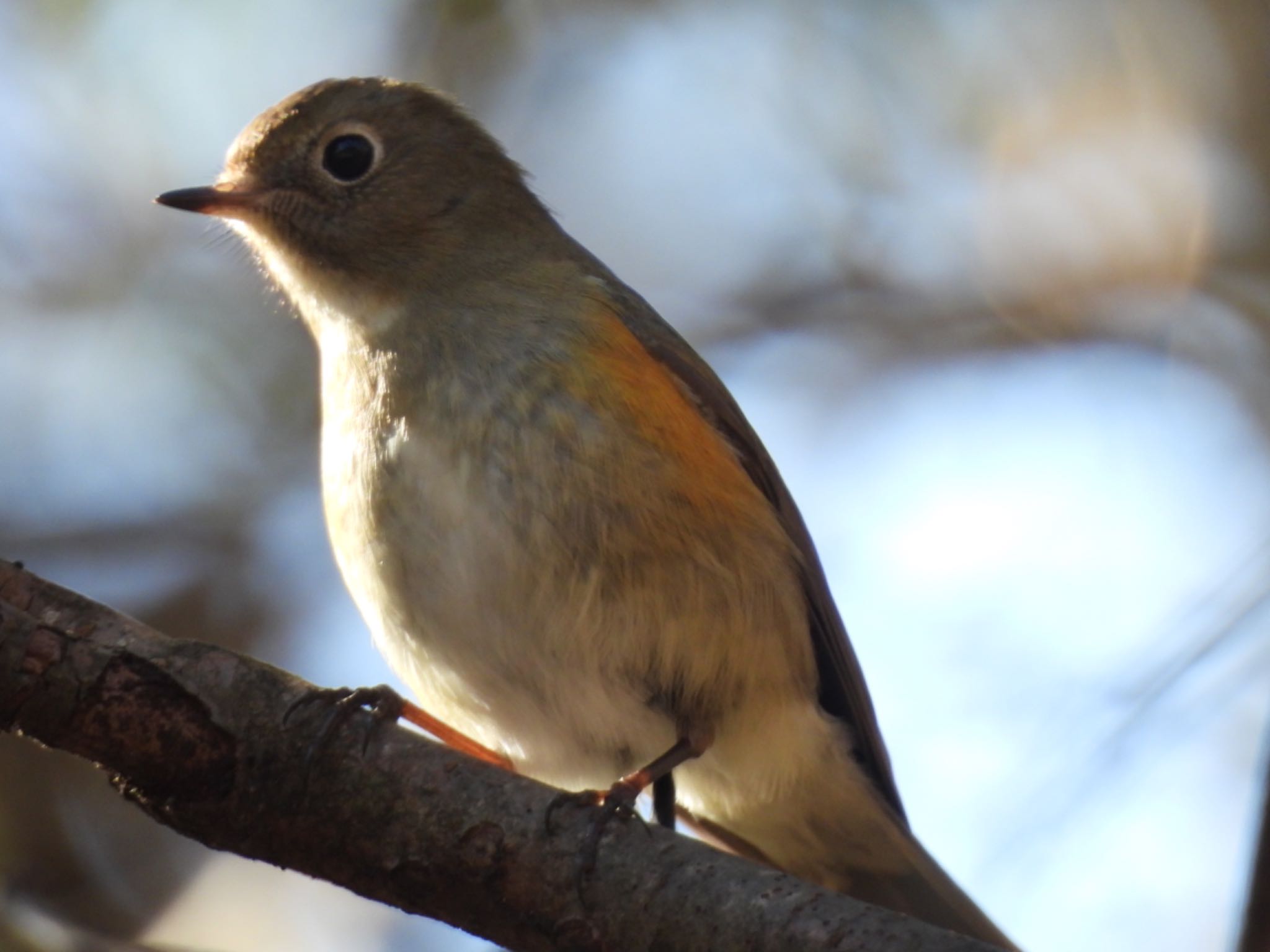 Red-flanked Bluetail