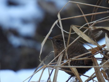 Eurasian Wren 各務野自然遺産の森 Tue, 1/9/2024