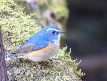 Red-flanked Bluetail 各務野自然遺産の森 Tue, 1/9/2024