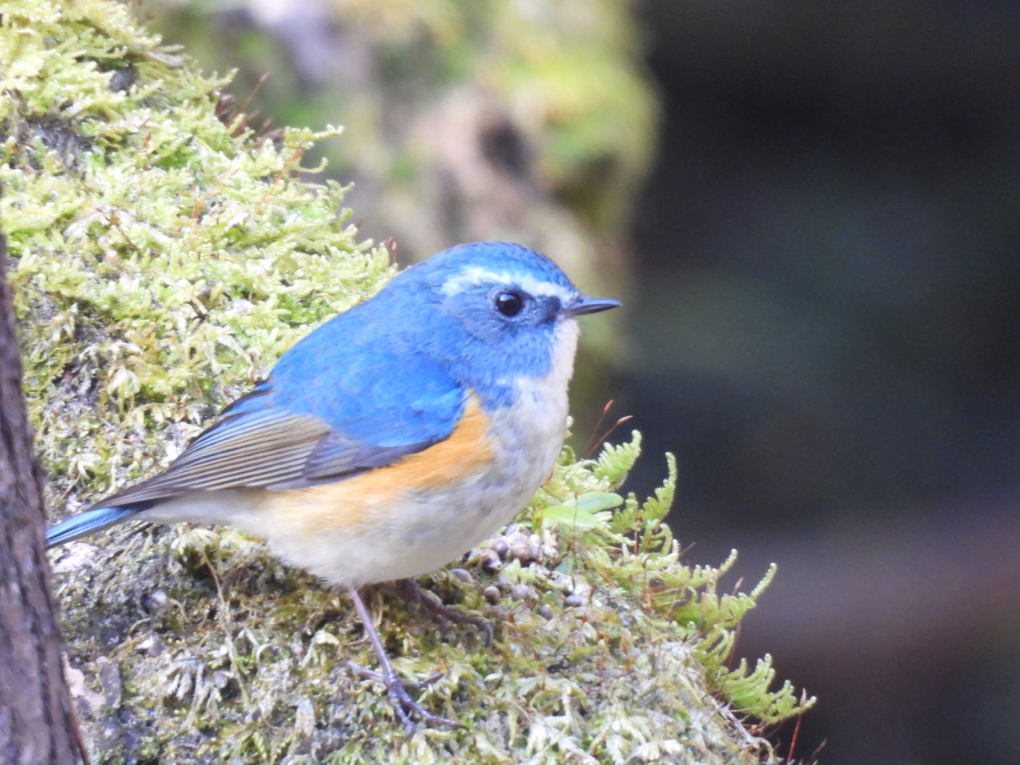 Photo of Red-flanked Bluetail at 各務野自然遺産の森 by ちか