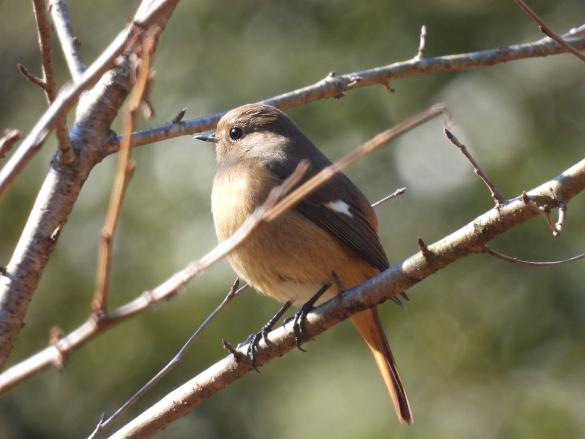 Daurian Redstart