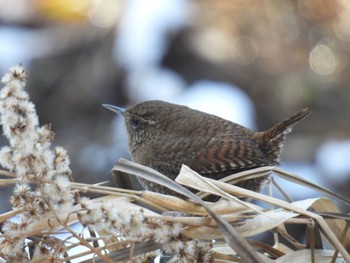 Tue, 1/9/2024 Birding report at 各務野自然遺産の森