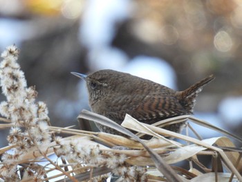 ミソサザイ 各務野自然遺産の森 2024年1月9日(火)