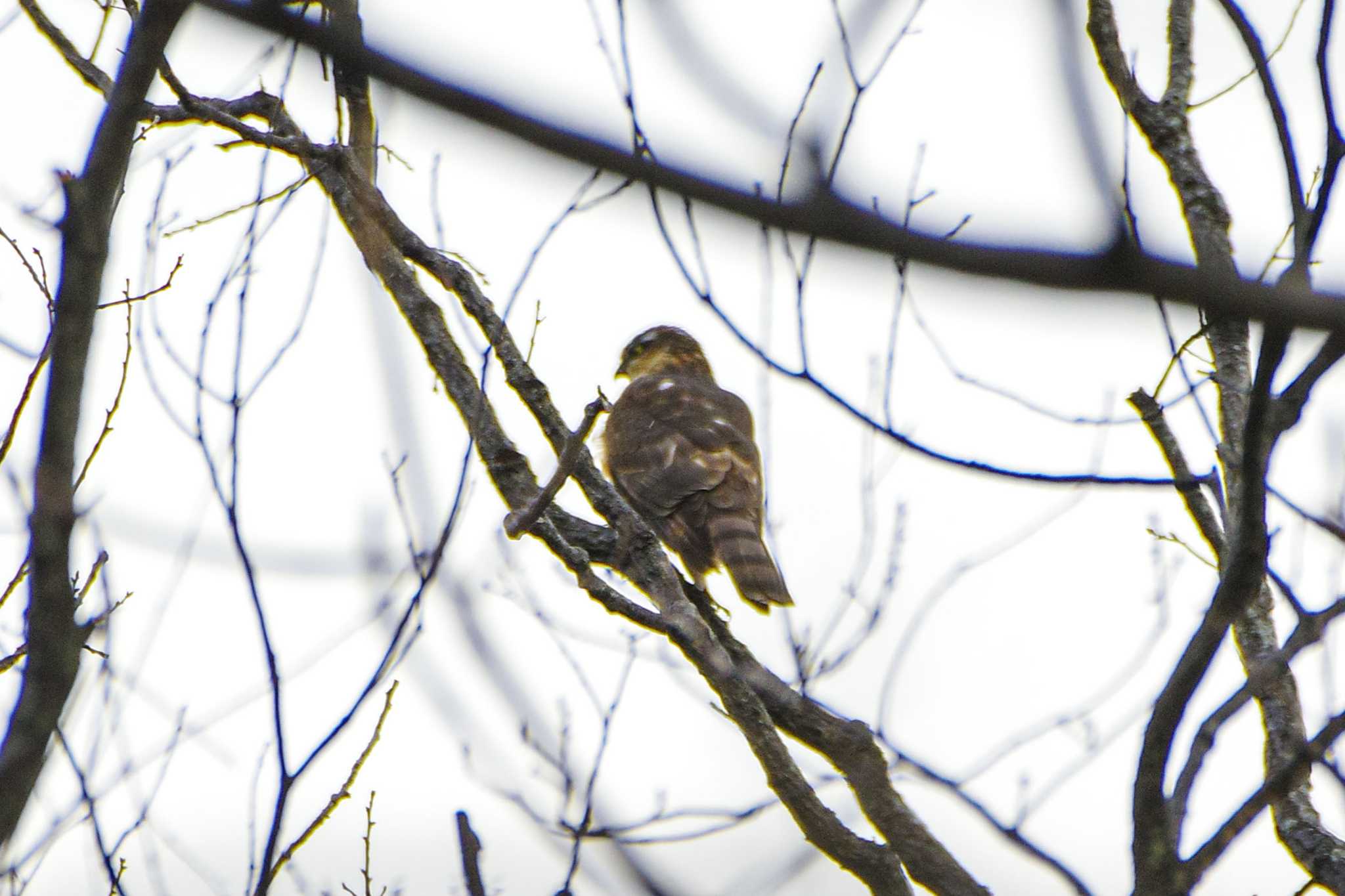 Eurasian Sparrowhawk