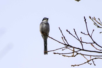 リュウキュウサンショウクイ 厚木つつじの丘公園 2024年1月4日(木)