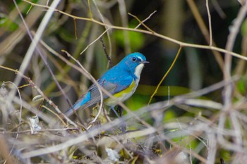 Red-flanked Bluetail 厚木つつじの丘公園 Thu, 1/4/2024