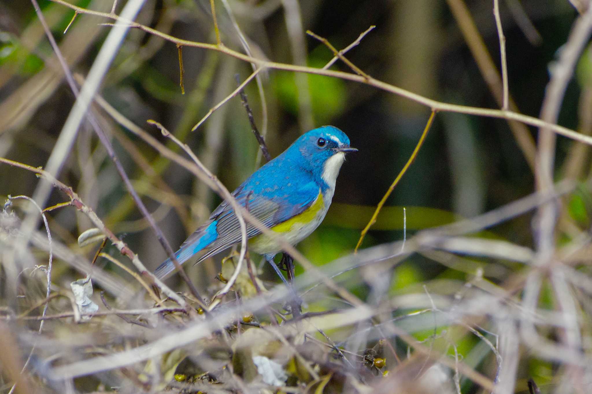 Photo of Red-flanked Bluetail at 厚木つつじの丘公園 by BW11558