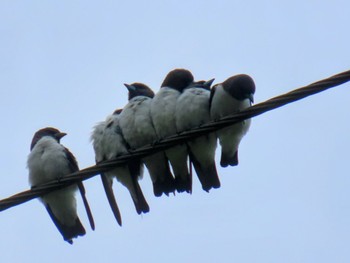 White-breasted Woodswallow Sandy Camp, Wynnum West, QLD, Australia Sat, 12/30/2023