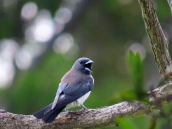 White-breasted Woodswallow Sandy Camp, Wynnum West, QLD, Australia Sat, 12/30/2023