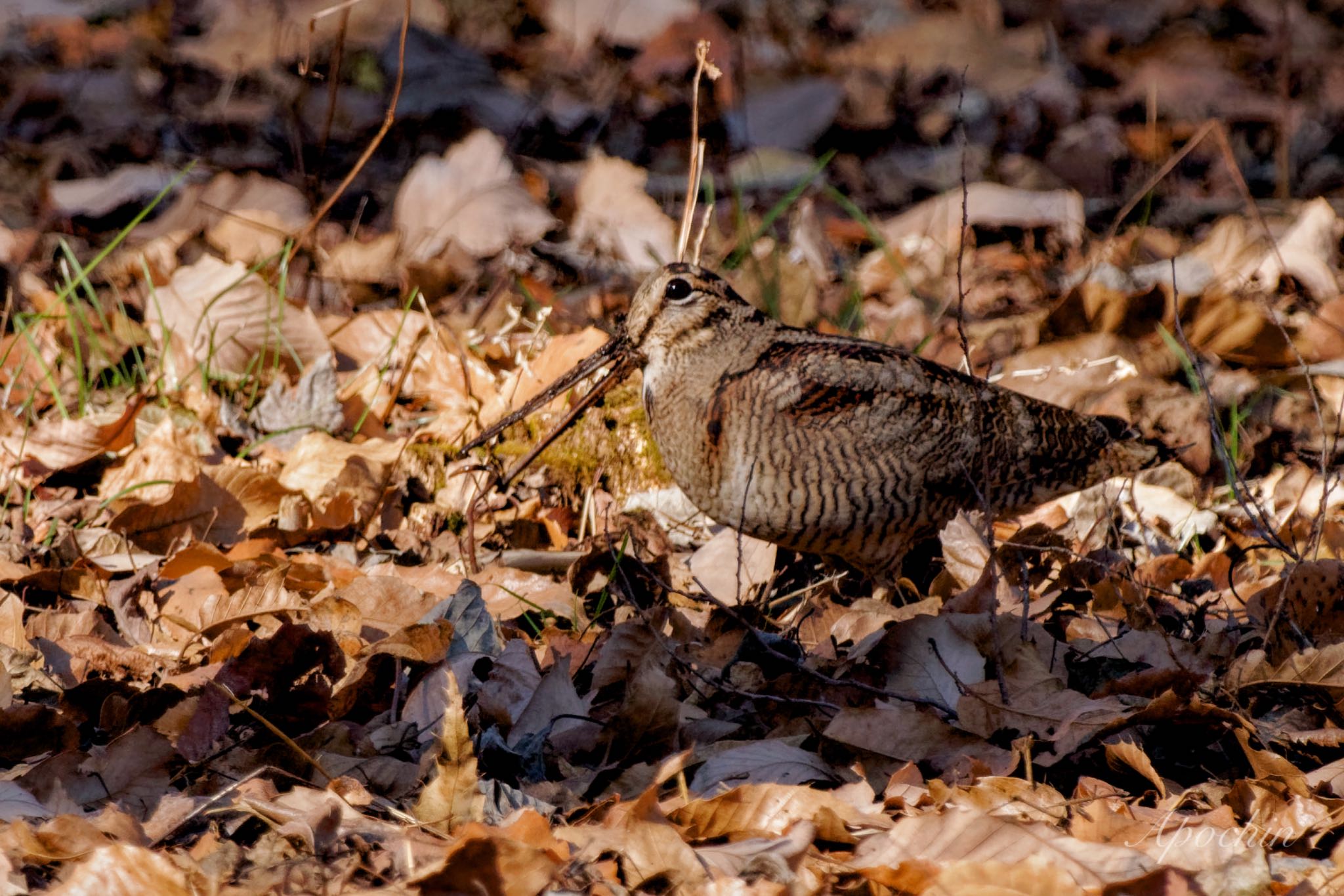 Eurasian Woodcock