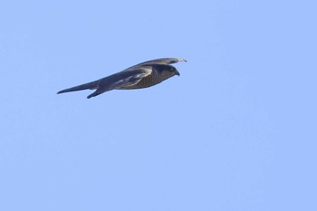 Eurasian Sparrowhawk 愛知県 Mon, 1/1/2024