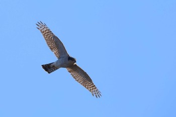 Eurasian Sparrowhawk 愛知県 Mon, 1/1/2024